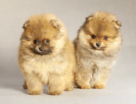 Couple of Pomeranian puppy dog portrait in studio