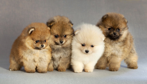 Four Pomeranian puppy dog portrait in studio