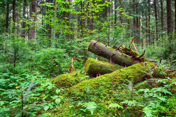 old fallen trees in the forest.
