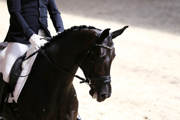 Portrait close up of dressage sport horse with unknown rider