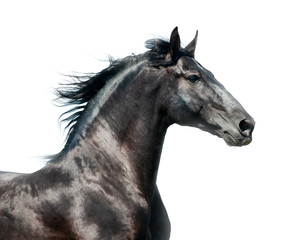Obraz na płótnie Canvas Black stallion on a run
