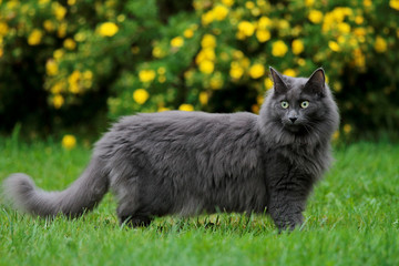 Naklejka na ściany i meble Blue Norwegian forest cat female standing in garden