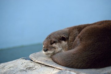 コツメカワウソ