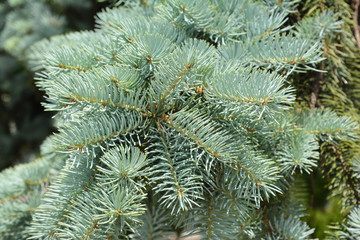 Naklejka na ściany i meble Blue spruce branches in the garden
