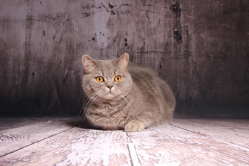 Britisch Kurzhaar Katze - grau