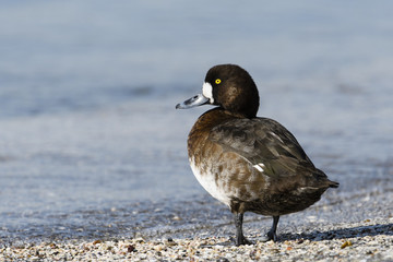 スズガモ雌(Greater Scaup)