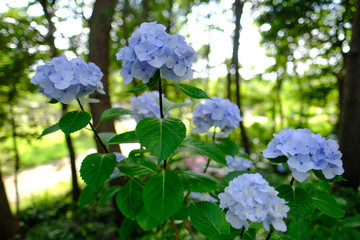 紫陽花