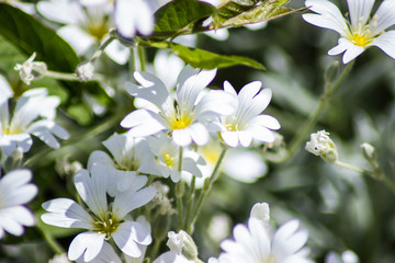 white flowers in the sun
