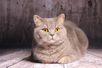 Britisch Kurzhaar Katze - grau
