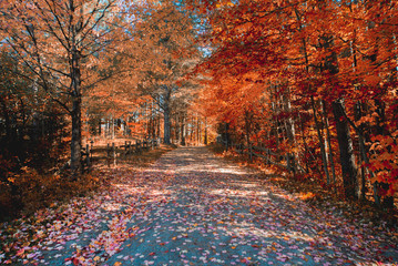 New England foliage