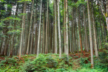 Fototapeta na wymiar spirit of freshness in Pine forest.