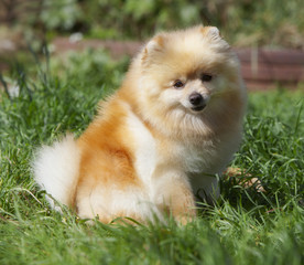 Pomeranian dog in the garden