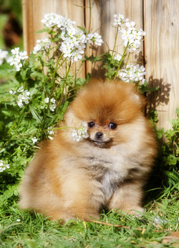 Pomeranian dog portrait in the garden