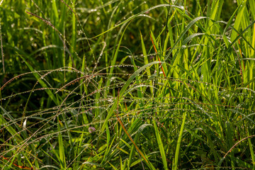 drops of dew on a grass