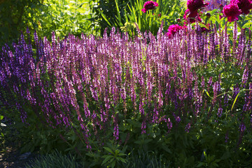 Salvia x sylvestris Lyrical Rose