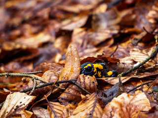 Fire salamander emerging from cover of wet fallen leaves.