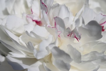 white petals of macro peony in the sun