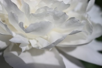 white petals of macro peony in the sun