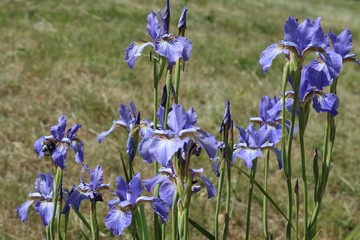 beautiful purple irises on a background of grass on a summer day