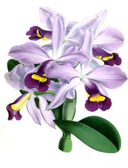 Naklejka premium Illustration of orchid