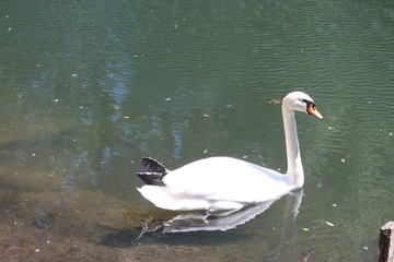 white swan on the lake in the park