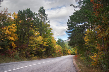 asphalt road and forest.