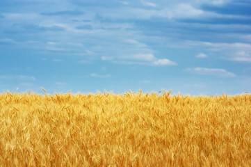 Meadow of wheat