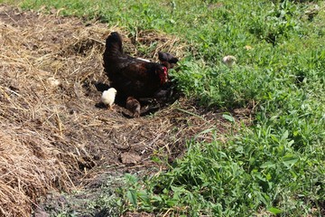 black chicken with small chickens pecking food