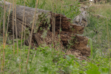 Old Fallen Tree Log