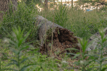 Fototapeta na wymiar Old Tree Decaying