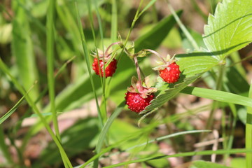red berries of wild strawberry on the forest glade