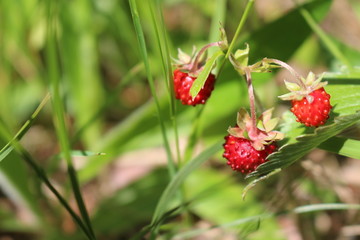 red berries of wild strawberry on the forest glade