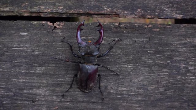A beetle deer in the park on a wooden table. A beautiful beetle crawls along the table. 
