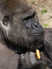 Gorilla eats bread in her hand in the park