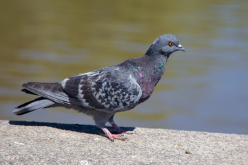 Portrait of a dove near the lake