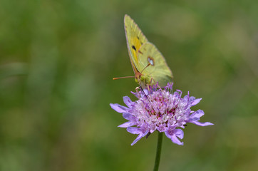 Colias crocea, Common Clouded Yellow on Scabious plant