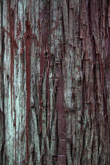 Rought bark texture cryptomeria japonica