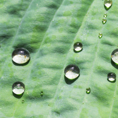 Water drops on green plant leaf. Macro. Extreme closeup. Concept of nature, summer, freshness.