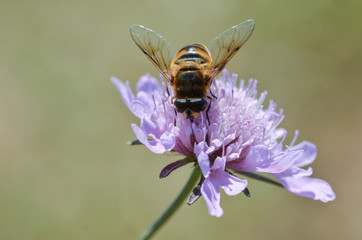 Bee collecting pollen on a purple flower