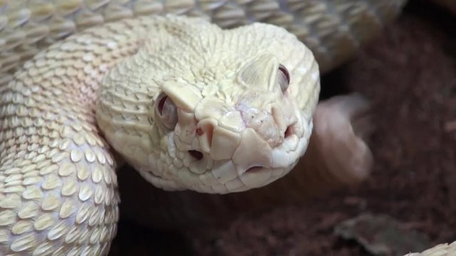 Rattlesnake Close Up video, with sound 