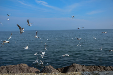 A lot of sea gulls fighting for bread . Flock of seagulls flying in the sky Selective focus and shallow depth of field.