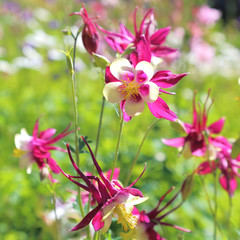 Fototapeta premium Blooming flower of columbine red and white on a green background.