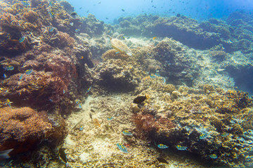 Coral reef and fish in tropical sea, underwater view