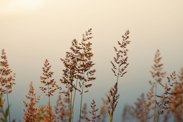 high grass through the sun on the lake at dawn. © makam1969