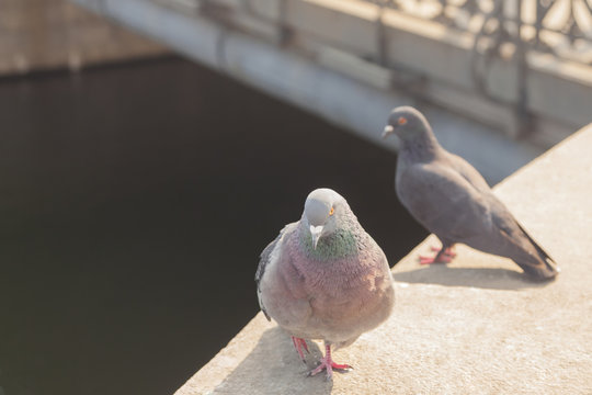 pair of Street piegons Columba livia on a bridge