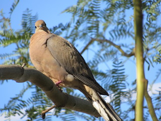 Mourning dove (Zenaida macroura) in a palo verde tree in Arizona with blue sky in the background 
