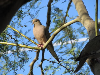 Mourning dove (Zenaida macroura) in a palo verde tree in Arizona with blue sky in the background 