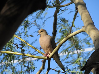 Mourning dove (Zenaida macroura) in a palo verde tree in Arizona with blue sky in the background 