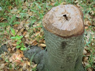 きれいに切られた木