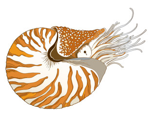 Vector drawing of Nautilus Pompilius or chambered nautilus in ornate striped shell isolated on white background. Striped sea mollusk in contour style for nautical summer design.